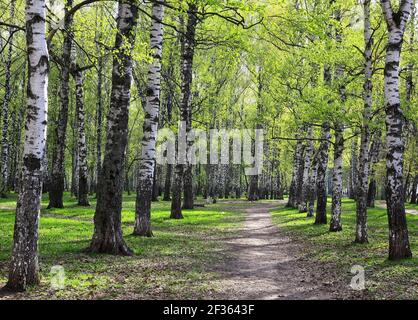 Le premier mai, la verdure printanière dans un parc de bouleaux Banque D'Images