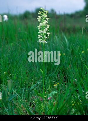 GRAND PAPILLON ORCHID Plantanthera chlorantha Montiaghs Moss NNR, Aghalee, County Antrim., Credit:Robert Thompson / Avalon Banque D'Images