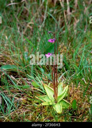 BUTREWORT PINGUICULA grandiflora colline de Catlow, région de Monawilkin, Comté de Fermanagh, crédit : Robert Thompson / Avalon Banque D'Images
