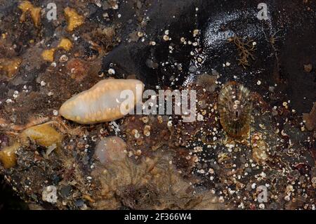 CONCOMBRE DE MER (à gauche) Pawsonia saxicola et Keyhole Limpet (Diodora graeca) Ballyhenry point, Strangford Lough, Comté en bas, crédit:Robert Thompson / AV Banque D'Images