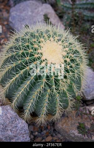 Rockery dans le jardin avec des pierres et Echinocactus grusonii, gros plan. Aménagement paysager du jardin avec cactus, plantes et pierres. Banque D'Images