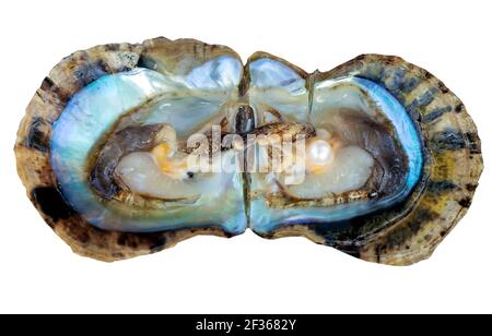 Coque de mer, perle de mer brillante isolée. Perle à l'intérieur du nacre Oyster mollusques ouverts coquille mère de perle isolée sur fond blanc. Banque D'Images