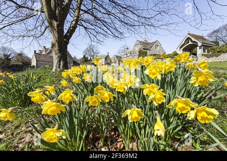 Les jonquilles du printemps dans le village de Cotswold de Duntisbourne Abbots, Gloucestershire Royaume-Uni Banque D'Images