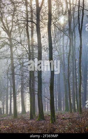 Lumière matinale d'hiver dans la forêt royale de Dean près de Coalway, Gloucestershire, Royaume-Uni Banque D'Images