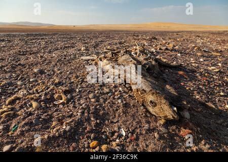 Restes de peau et d'os d'un phoque ou d'un lion de mer mort, entourés de sable et de pierres, près de Playa Roja, sur la route Lagunillas, dans le Paracas National Banque D'Images