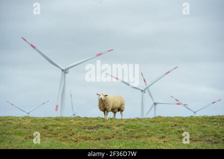 15 mars 2021, Schleswig-Holstein, Dagebüll : un mouton se dresse sur une digue sur la côte de la mer du Nord, près de Dagebüll. Les rotors des éoliennes peuvent être vus en arrière-plan. Photo: Gregor Fischer/dpa Banque D'Images