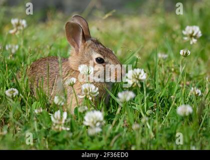 Jeune lapin dans un patch de trèfle Banque D'Images