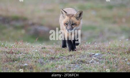 Le jeune renard roux explore la prairie au printemps chez American Campez sur les îles San Juan dans le nord-ouest de l'État de Washington Banque D'Images