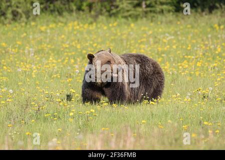 Ours grizzli dans le parc national Banff, dans un pré d'été de fleurs sauvages regardant dans la distance Banque D'Images