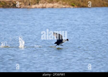 La course à pied eurasienne sur l'eau ( Fulica Atra ) Banque D'Images