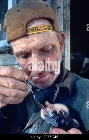 Delaware Viola homme fermier cuillère nourrissant porc runt porcelet, Banque D'Images