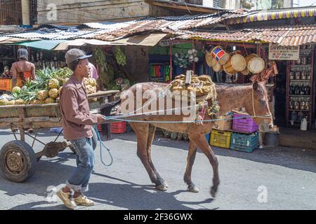 Santo Domingo République dominicaine,Ciudad Colonia Zona Colonial,Mercado modelA marché hispanique homme chariot cheval tiré, ananas rue fournisseur de fruits, Banque D'Images