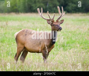 Un jeune buck est seul dans un pré d'été avec Bois de velours à North Bend dans l'État de Washington Banque D'Images