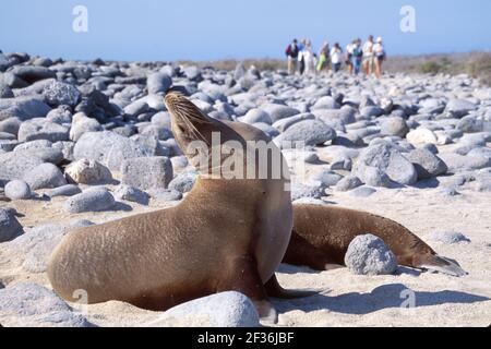 Îles Galapagos Nord île Seymour Equateur Equatorien Amérique du Sud américain, Galapagos mer Lion s'étendant visiteurs plage, Banque D'Images