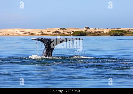 Baleine grise du Pacifique (Eschrichtius robustus) levant ses digues de queue pour les faire plonger pour les nourrir près de Puerto Adolfo López Mateos, Baja California sur, Mexique Banque D'Images