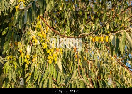 Accent sélectif sur les baies d'argent accrochées à un arbre avec des feuilles. Fond naturel de ciel et d'arbre avec une faible profondeur de champ Banque D'Images