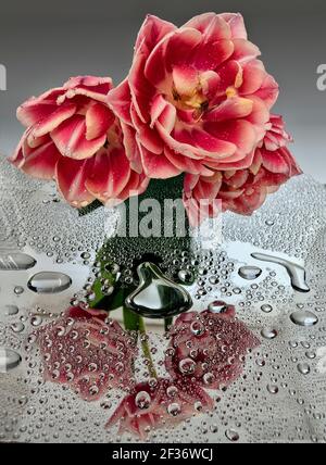 Trois tulipes blanches roses en terre ferme avec gouttes d'eau et réflexion sur la surface du miroir. Image artistique de la fraîcheur et de la pureté de la nature printanière. Romantique Banque D'Images