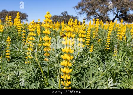 Un champ de fleurs de lupin jaune avec une abeille (Lupinus luteus) avec des chênes verts sur le ciel bleu en Andalousie, Espagne Banque D'Images