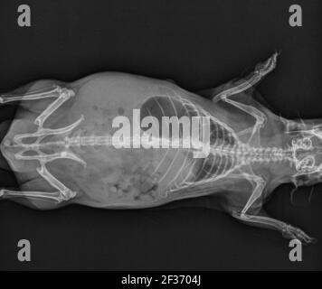 Radiographie de l'abdomen et du thorax à rayons X de Guinée Pig Banque D'Images