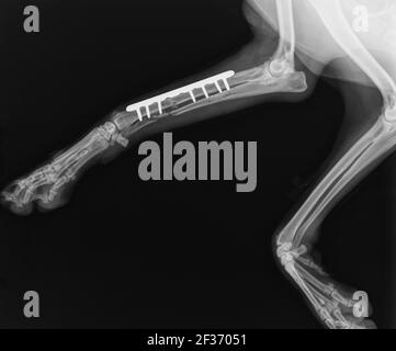 Rayon X chien. Réparation de rupture RADIUS et Ulna avec plaque et vis dans le chien Banque D'Images