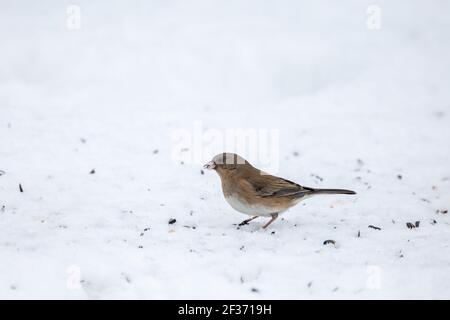 junco aux yeux sombres dans une cour arrière enneigée Banque D'Images