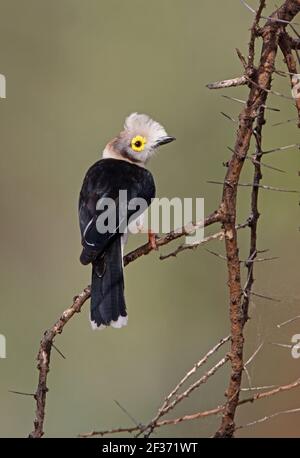 Helmethie à crête blanche (Prionops plugatus cristatus) adulte perché sur une branche morte du lac Baringo, Kenya Novembre Banque D'Images