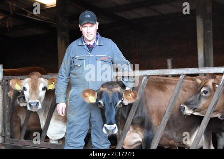 Vaches de Jersey sur Tarbrax Farm, Shotts, Lanarkshire, Écosse Banque D'Images