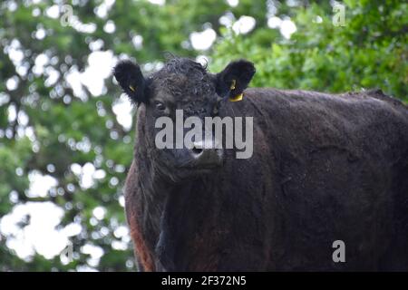 Aberdeen Angus vache, Oban, Argyll, Écosse Banque D'Images