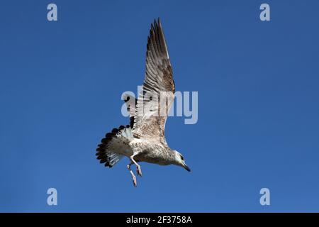 Atterrissage au mouette, Barcelone, Espagne. Banque D'Images