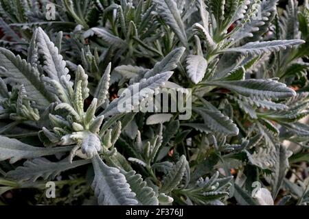 Lavendula dentata lavande frangée – feuilles de lavande à franges épaisses, mars, Angleterre, Royaume-Uni Banque D'Images