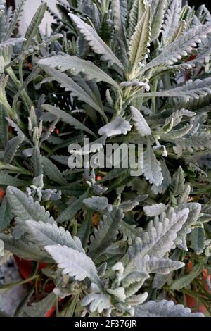 Lavendula dentata lavande frangée – feuilles de lavande à franges épaisses, mars, Angleterre, Royaume-Uni Banque D'Images