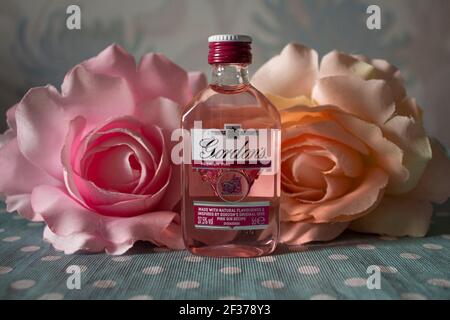 Petite bouteille de gin rose assise entre roses et roses en plastique rougissement, sur une nappe bleue avec des points blancs. Banque D'Images