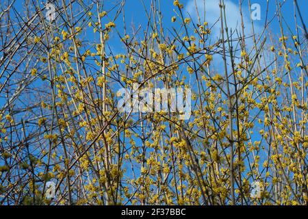 Cerisier de cornouailles, cornel européen ou cornouiller de cerisier de Cornouailles, Kornelkirsche, Cornus mas, husos som, Budapest, Hongrie, Magyarország, Europe Banque D'Images