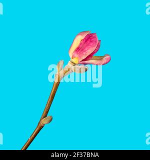 Belle branche de fleur de magnolia blanc et rose isolée sur fond bleu, espace de copie, vue de dessus, plat. Fleurs de printemps. Bannière carrée Banque D'Images