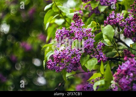 Des petits pains de lilas rose pourpre humide dans le plan général. Premier plan et arrière-plan flous. Fond vert clair flou avec bokeh. Ambiance romantique Banque D'Images