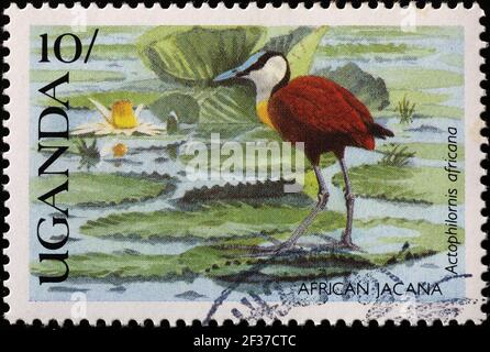 jacana africaine sur le timbre-poste ougandais Banque D'Images