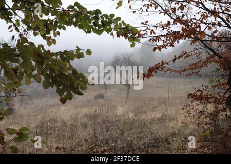 Paysage forestier dans le brouillard Banque D'Images