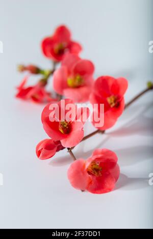 Coce japonais (Chaenomeles japonica). Tons pastel doux. Fond floral. Chaenomeles japonica 'Sargentii'. Coce japonais (Chaenomeles japonica Banque D'Images