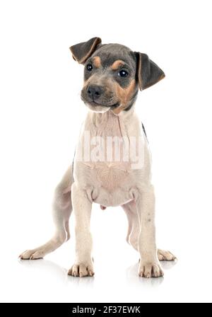 Terrier brésilien in front of white background Banque D'Images