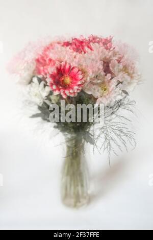 Vue abstraite des fleurs coupées en rose et blanc arrière-plan pâle Banque D'Images