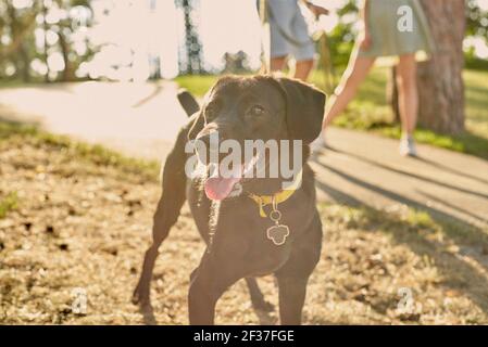 Couple marchant avec un Labrador noir dans le parc d'été. Banque D'Images