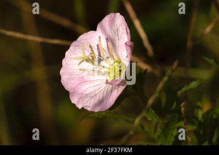 Belle fleur d'une plante de Pinklames (Oenothera speciosa). Raleigh, Caroline du Nord. Banque D'Images