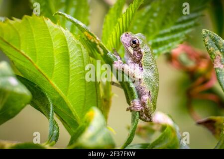 Une grenouille d'arbre gris de jeune Cope (Hyla chrysoscelis) perche sur une feuille. Raleigh, Caroline du Nord. Banque D'Images