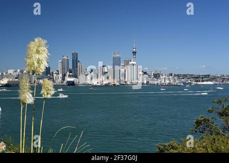 Auckland City Cityscape depuis Devonport pendant la coupe de l'Amérique ciel bleu sans nuages, eau bleue avec l'herbe de Pampas et bateaux sur l'eau. Sans nuages Banque D'Images