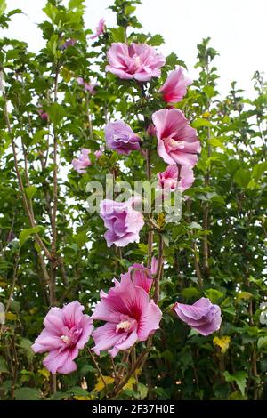 Arbuste hibiscus syriacus (Rose de Sharon) en fleur avec des fleurs pourpres roses sur fond de feuilles vertes. Banque D'Images