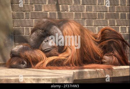 Orangutan au zoo de Londres, Regents Park, Londres, Grand Londres, Cité de Westminster, Angleterre, Royaume-Uni Banque D'Images