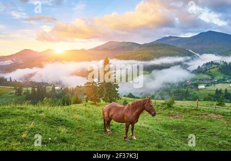 Le cheval se grise dans un pâturage de montagne où, après la pluie, les pâturages verts dans la zone alpine des Carpates sont couverts d'une mer de brouillard. Banque D'Images