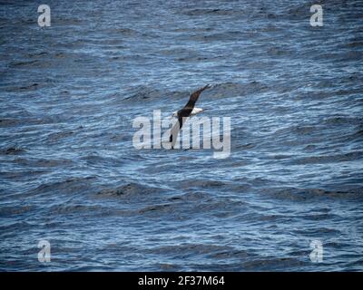 Albatros brun noir (Diomedea melanophris) à Bremer Canyon près d'Albany, en Australie occidentale Banque D'Images