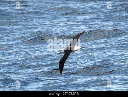 Albatros brun noir (Diomedea melanophris) à Bremer Canyon près d'Albany, en Australie occidentale Banque D'Images