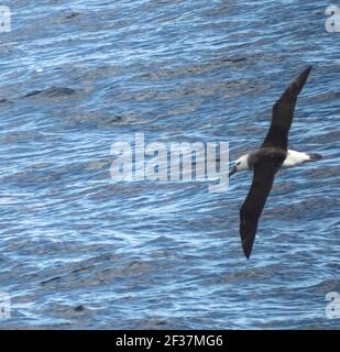 Albatros brun noir (Diomedea melanophris) à Bremer Canyon près d'Albany, en Australie occidentale Banque D'Images